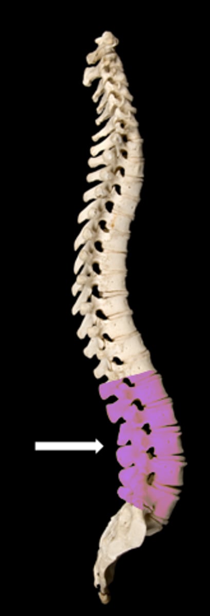 <p>name the vertebrae</p>