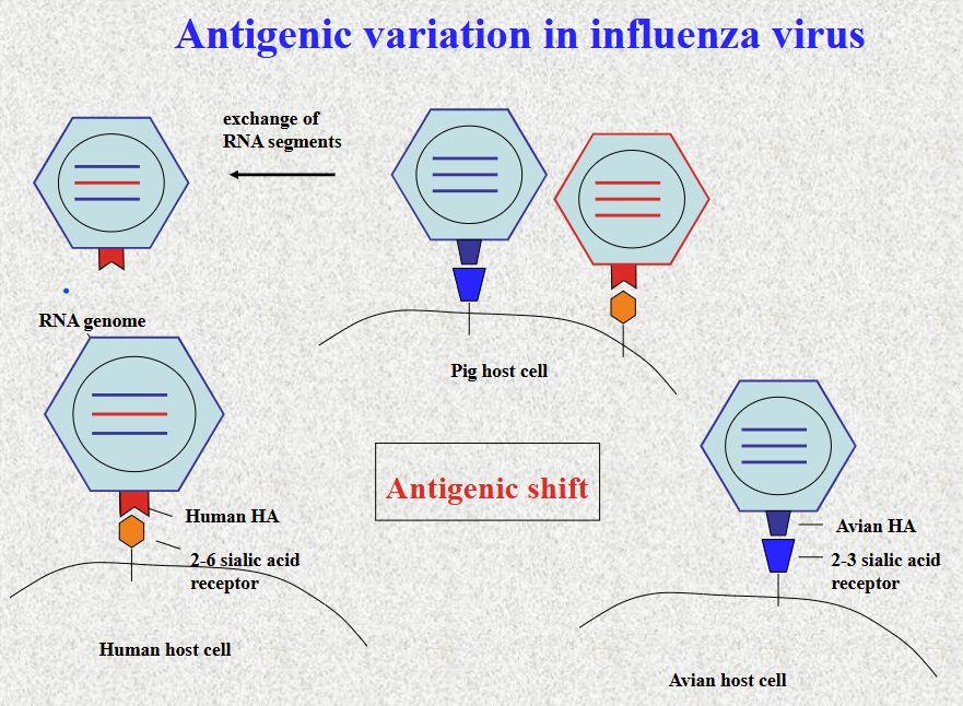 <p>Two strands of influenza virus infect the same cell, so they exchange RNA segments (in PIG) , which leads to formation of a new strand that once could not bind human but now can bind human</p><ul><li><p>genetic reassortment between human and avian forms in pig- emergence of new virus with high transmission</p></li></ul><p>eg </p><p>H5N1 bird flu: highly pathogenic but low transmission - dont infect human (however pandemic possible if stran mutates and rearange with human chain) </p><p>H1N1: highly transmissive (binds human receptor) but not very pathgenic</p><p></p>