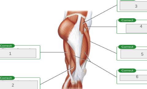 <p>name muscles 1-6</p>