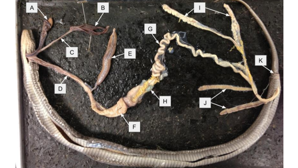 <p>What is letter <strong>E</strong> in the dissection image of an <u>Snake?</u></p>