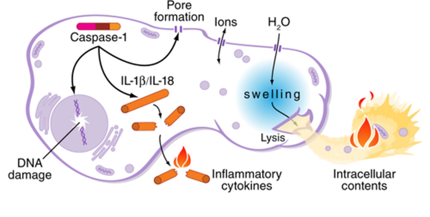 <p>activation of cytosolic protein complex called inflammasome which activates caspases causing cell death.</p>