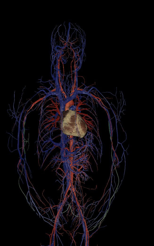 <p>Name the structure highlighted </p>