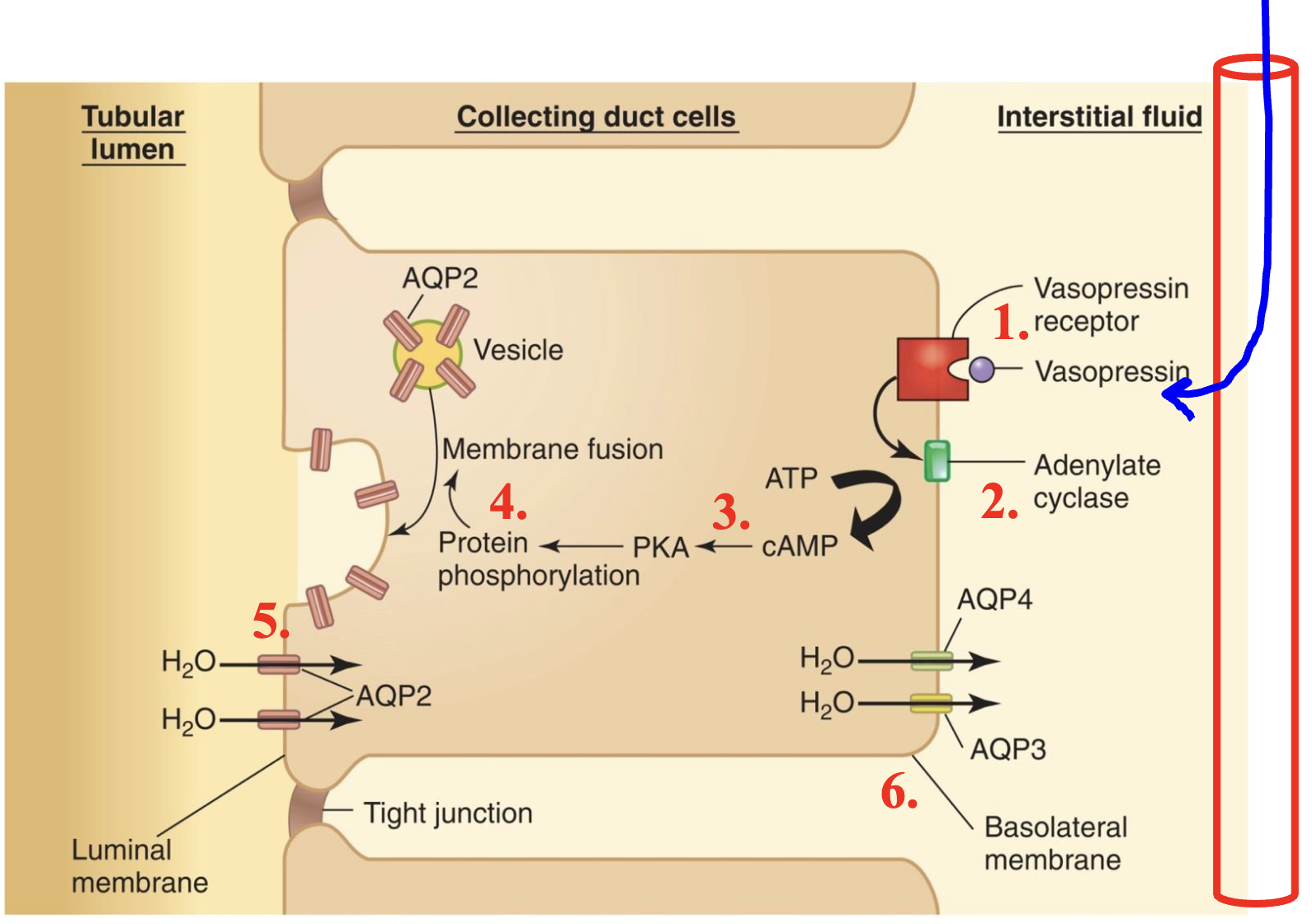 <p>aquaporins 3 and 4 (AQP3, AQP4) are always present in the basolateral membrane. AQP2 is the only present on the luminal membrane if ADH is present</p>
