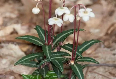 <p>Spotted wintergreen </p>