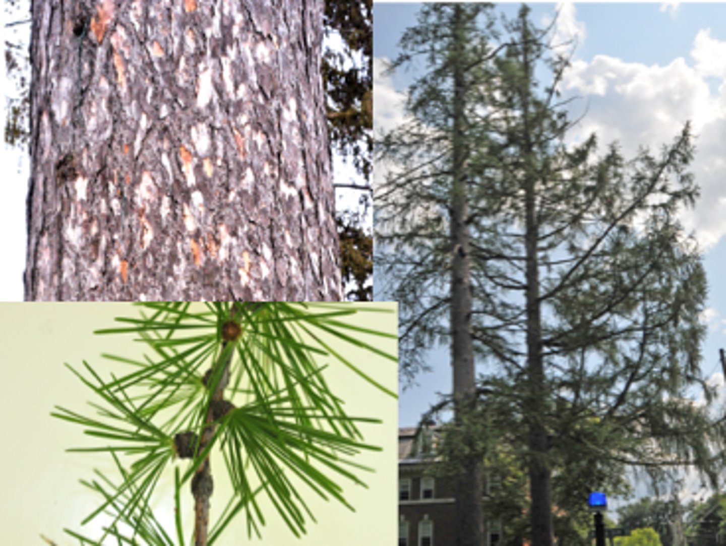 <p>Pinaceae Larix decidua</p>