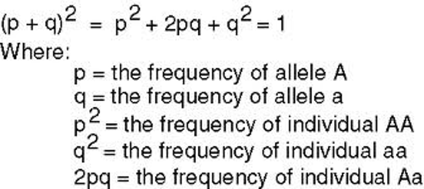 <p>condition in which a population's allele frequencies for a given trait do not change from generation to generation</p>