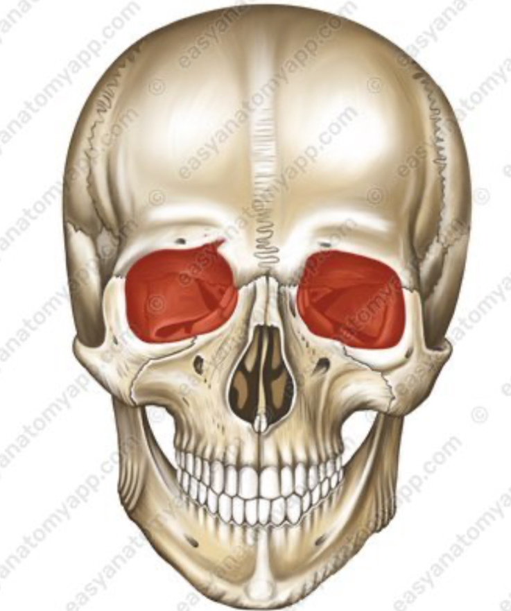<p>Wat is de latijnse benaming van het oogkas (in het rood afgebeeld)</p>