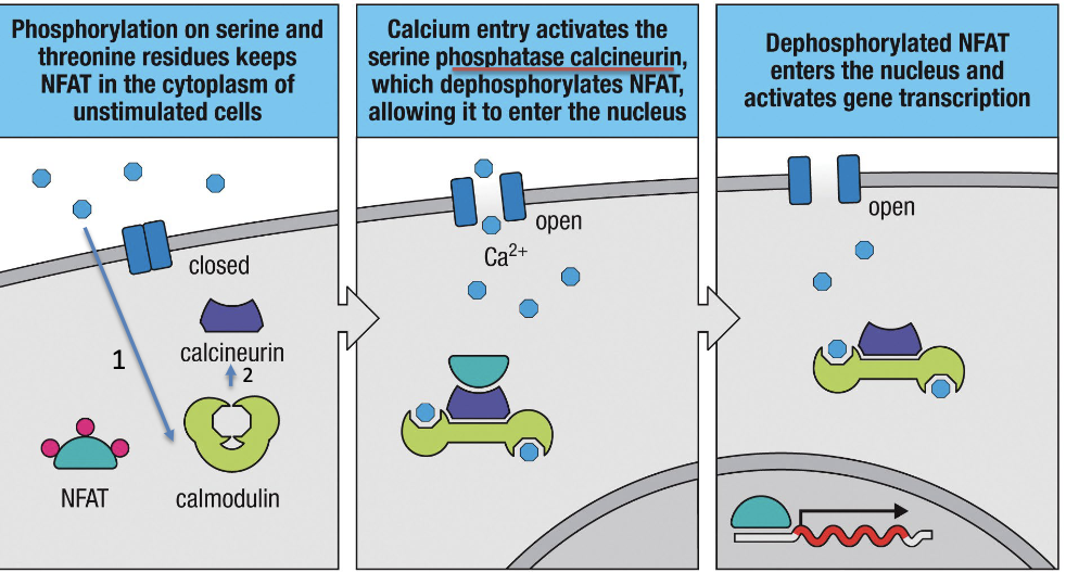 1. NFAT is phosphorylated and inactive
2. Ca enters cell and binds to calmodulin which binds to NFAT by phosphatase calcineurin. The phosphatase dephosphorylates NFAT
3. NFAT can now enter nucleus and active gene transcription