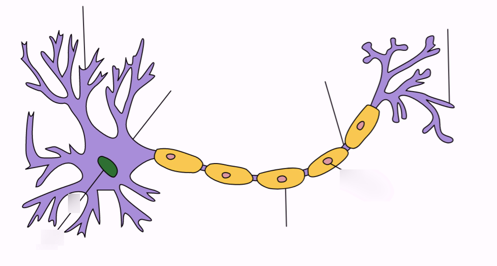 <p>Label each part of the neuron</p>