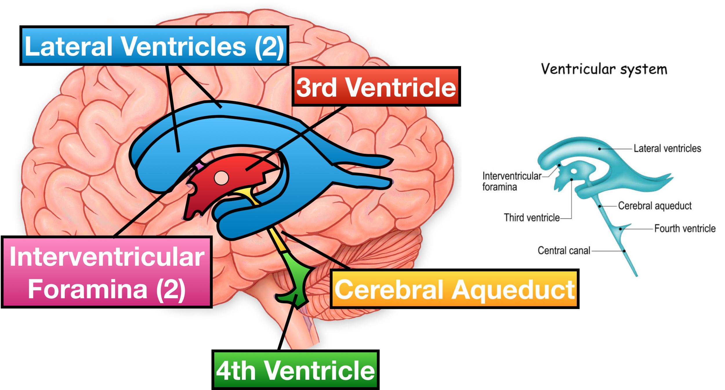 <p>Cavity located between brain stem and cerebellum- contains cerebrospinal fluid</p>