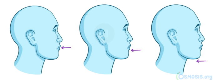 posterior mevement of a body part