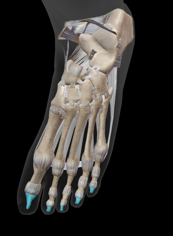 <p>the bones at the tips of the toes, providing support and balance. (Toes 2-5)</p>