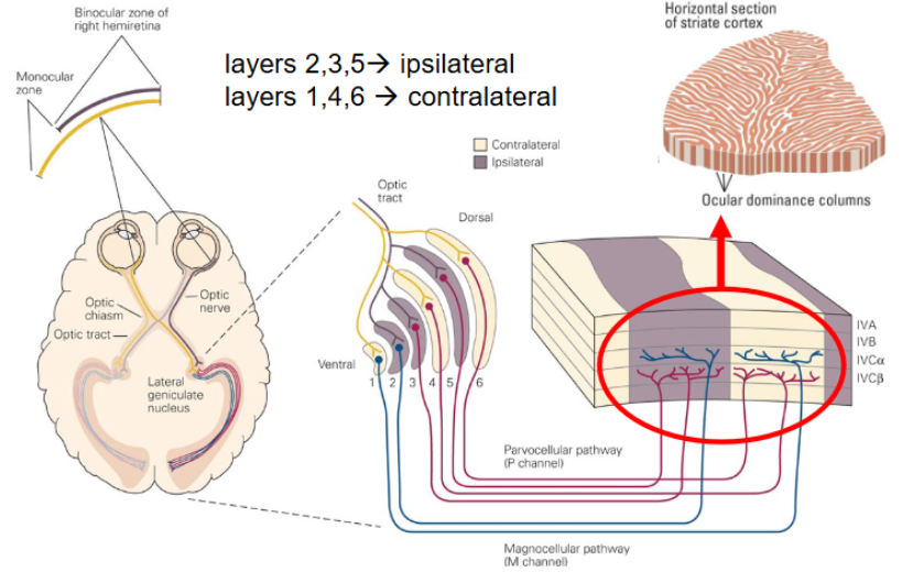 <p>In <span style="color: red">layer IV of the primary visual cortex (V1)</span>. </p>