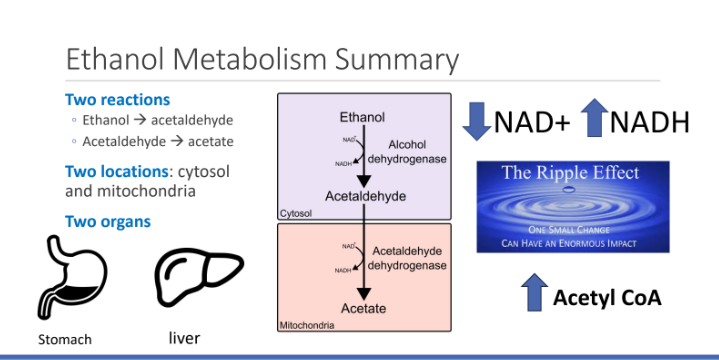 <ol><li><p>Cytosol </p></li><li><p>Mitochondria </p></li></ol><p></p>