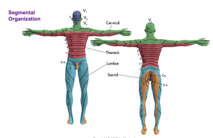 <p>Cutaneous territories innervated by spinal nerves (dermatomes)</p>