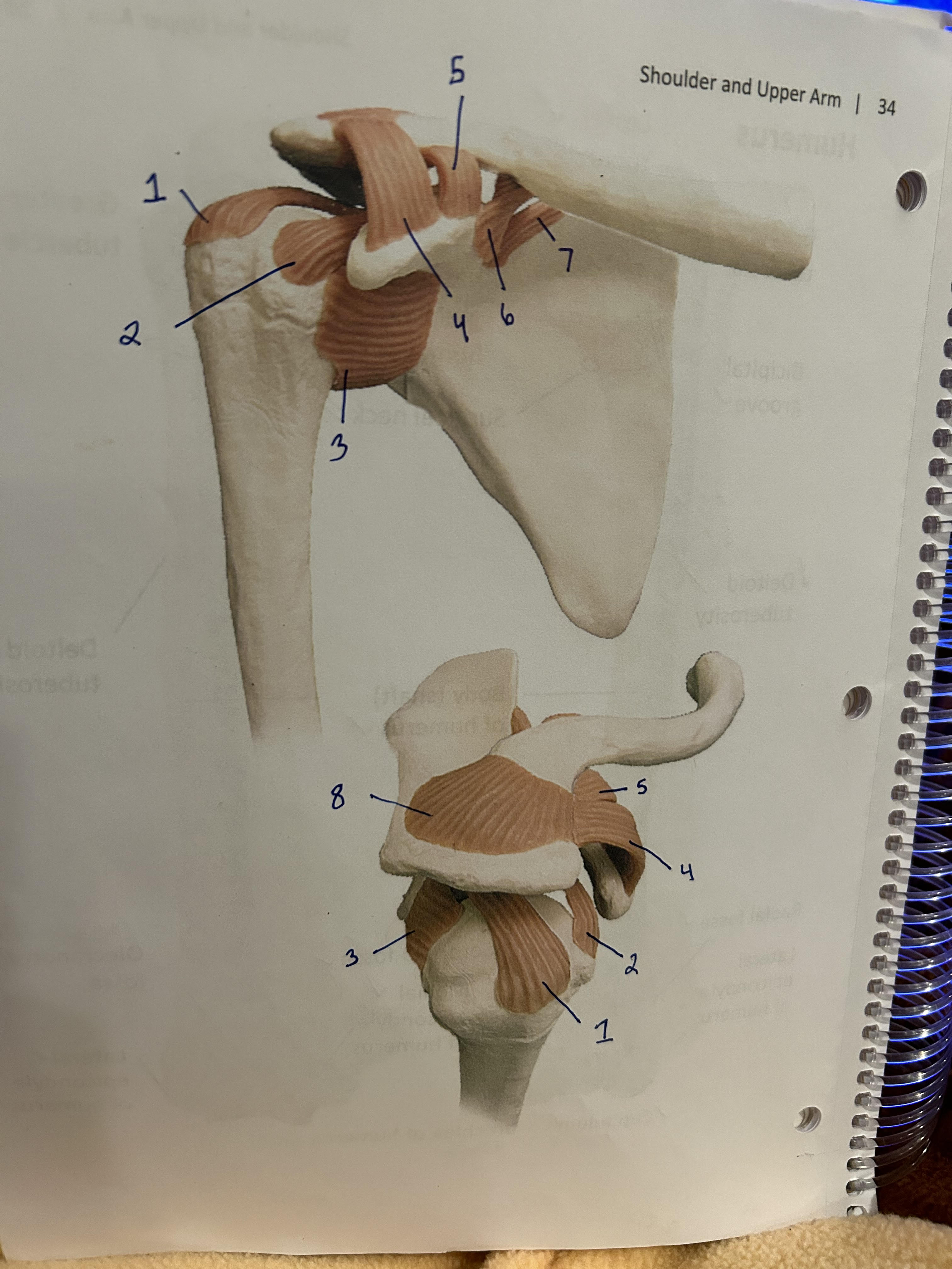<p>what is 5 and 6 called together</p>