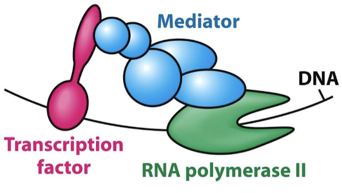 <p>They are complexes of 25-30 subunits that act as a bridge between TF ADs and RNA Pol II.</p>