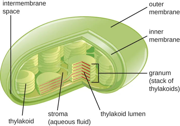 <p>thylakoid</p>