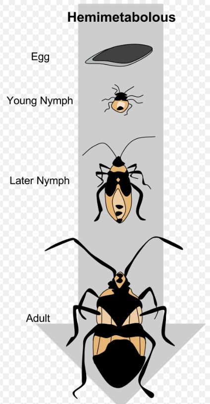 <p>winged insects with aquatic nymphs have gills and look somewhat different (often called naiads)</p>
