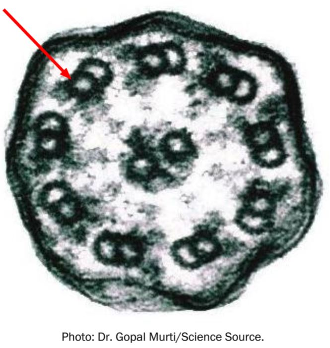 <p>The structures illustrated here by the arrow represent _____ in a cross-section of a flagellum.</p><p>Multiple choice question.</p><ul><li><p>flagellin protein</p></li><li><p>intermediate filaments</p></li><li><p>microtubules</p></li><li><p>glycocalyx</p></li></ul>