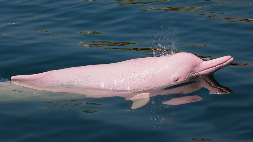 What’s the scientific name of amazon river dolphin?
