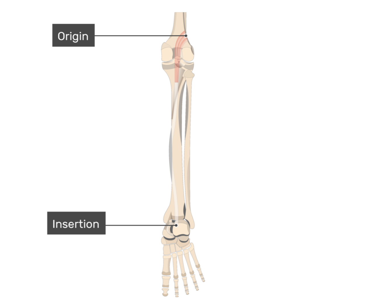 <p>plantaris</p>