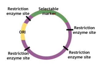 <p>Pequenas moléculas de DNA, extracromossomais, habitualmente circulares, que se replicam de uma forma independente do genoma bacteriano (têm a sua própria origem de replicação) e codificam para a sua própria replicação e para sua manutenção nas células em divisão</p>