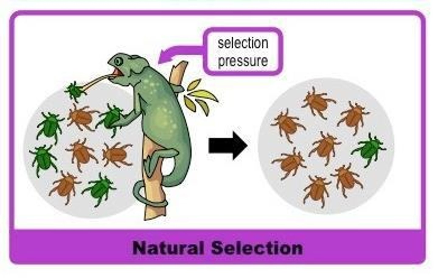 <p>Natural selection alters the composition of a gene pool by favoring individuals with advantageous traits, leading to evolutionary change.</p>
