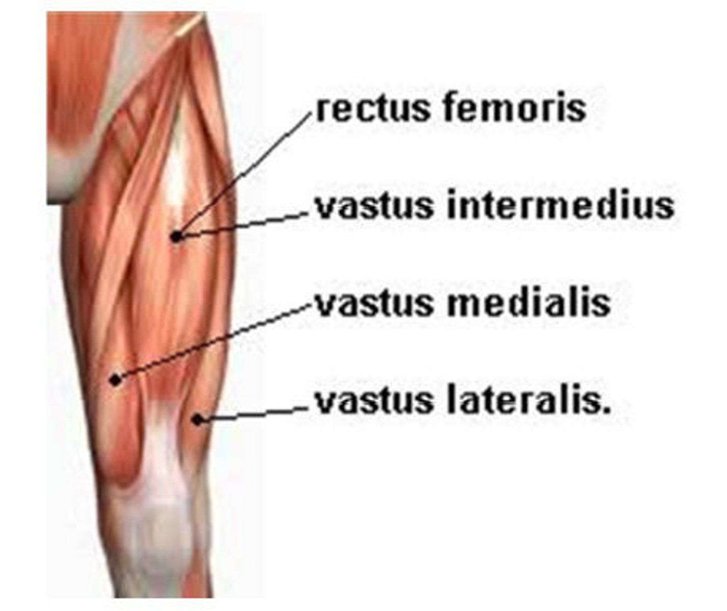 <p>-rectus femoris</p><p>-vastus lateralis</p><p>-vastus medialis</p><p>-vastus intermedius</p>