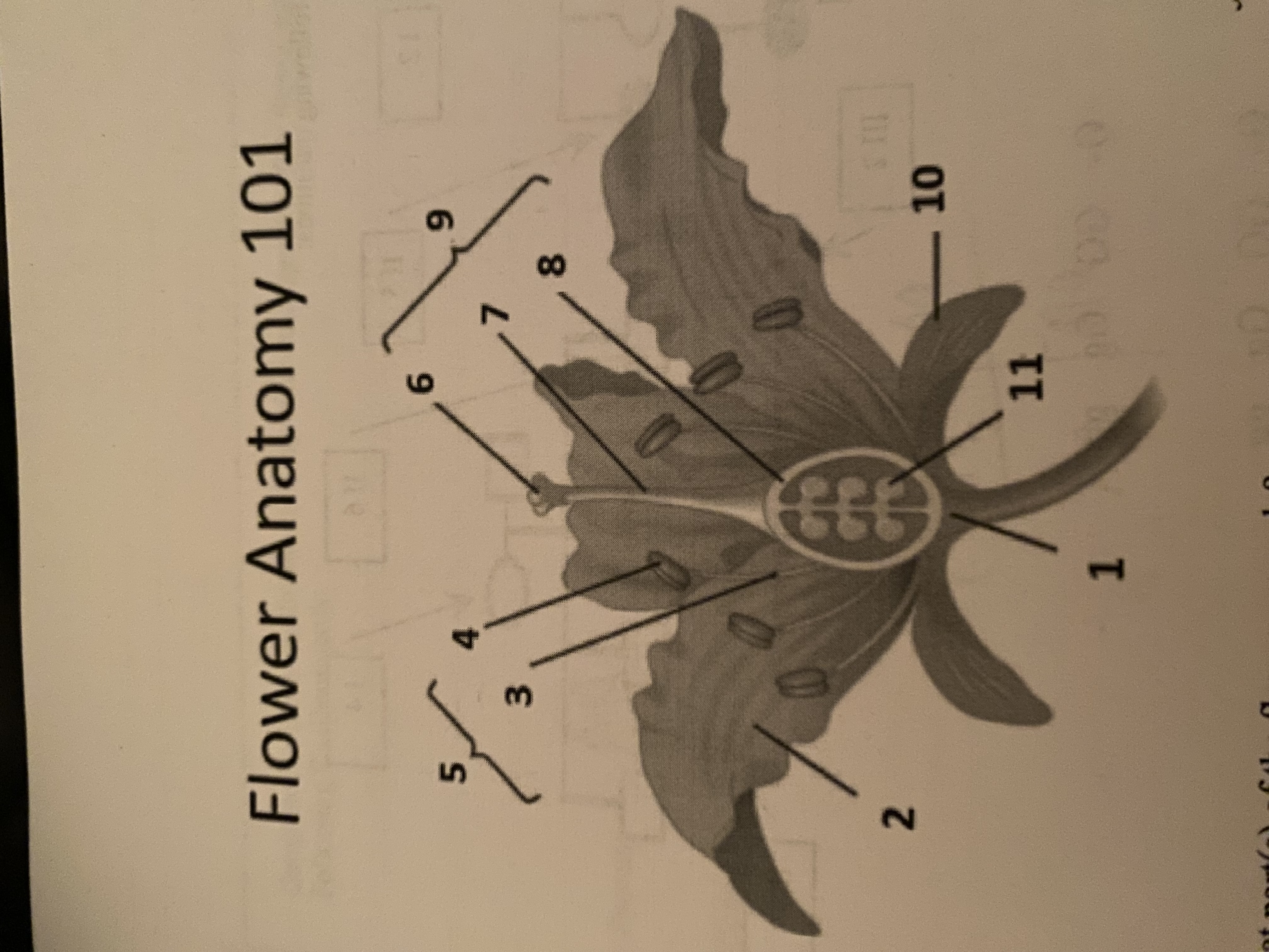 <p>What part of the flower is female</p>