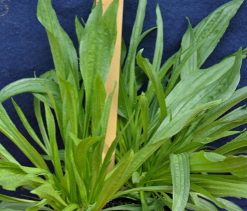 <p><span>Buckhorn plantain (Plantaginaceae)</span></p>