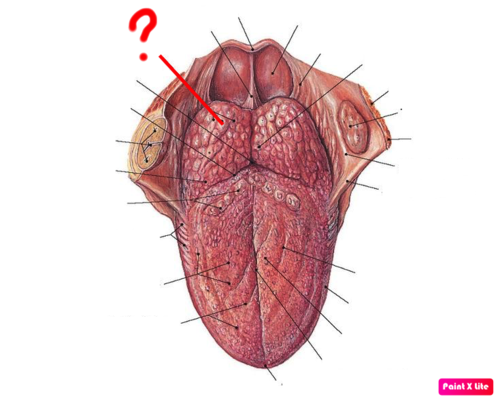 <p><span>the lingual tonsil is an indistinct layer of lymphoid nodules located intraorally on the dorsal surface of the base of the tongue</span></p>