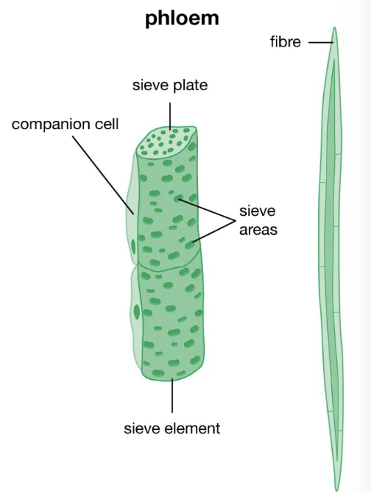 <ul><li><p><strong>Principal Cells:</strong> the <strong>sieve elements</strong> and there are two types</p><ul><li><p><strong>Sieve Cells:</strong> found only in gymnosperms</p></li><li><p><strong>Sieve-tube elements:</strong> found in angiosperms</p></li></ul></li></ul><p></p>