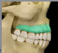 <p>also known as alveolar margin</p>
