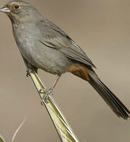 <ul><li><p>feeds on ground</p></li><li><p>not very shy</p></li><li><p>appears all brown but has “orange underpants”</p></li></ul><p></p>