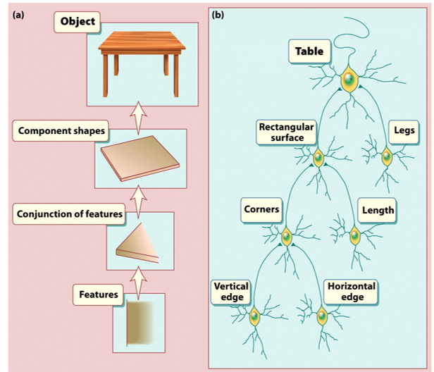 <p><span><span>•Neurons in higher-order visual areas respond to increasingly complex patterns</span></span></p><img src="https://knowt-user-attachments.s3.amazonaws.com/e47b3d7f-97c0-4491-af9b-aa1e02b64a88.png" data-width="100%" data-align="center"><p></p>