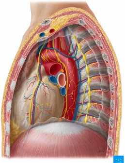 <p>The central compartment of the thoracic cavity, containing the heart, thymus, great vessels, trachea, and esophagus.</p>