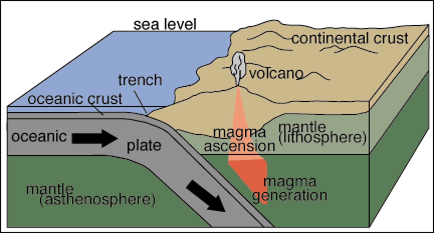 <p>The process by which one plate is pushed underneath another plate at a convergent boundary</p>