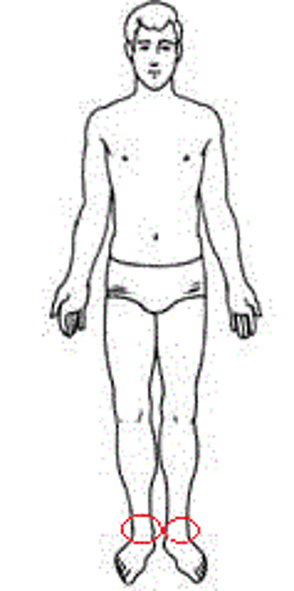<p>ankle region</p>