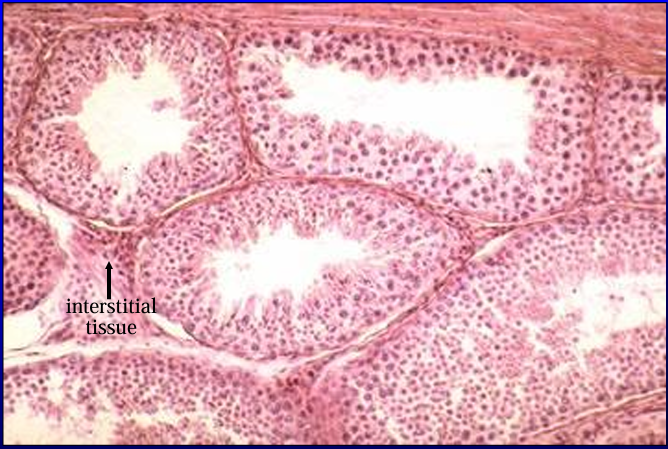 <p>Canine testis. 50X. </p><p>The parenchyma of the testis contains c<strong>onvoluted seminiferous tubules</strong>; they were cut transversely and obliquely in this slide. Located between the seminiferous is the <strong>interstitial tissue</strong></p>