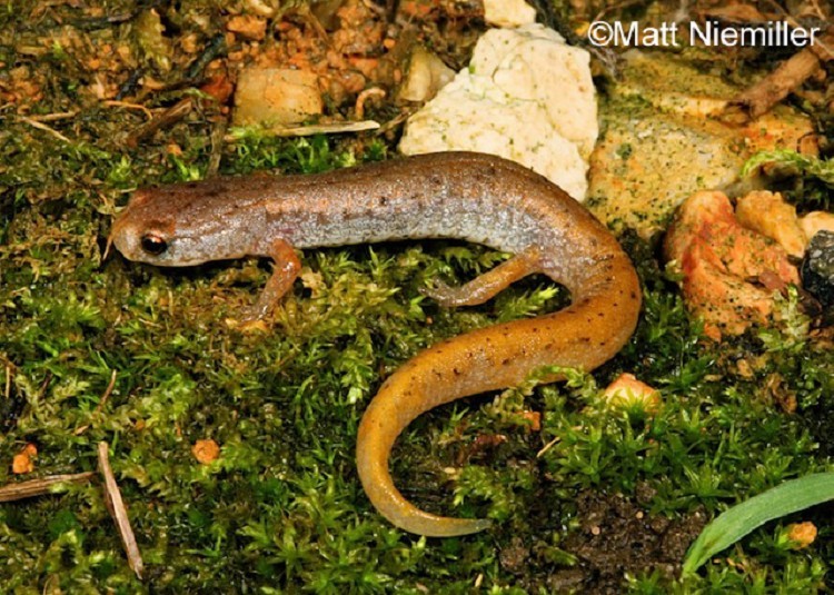 <p>A small salamander (2.0 to 4.0 inches in length) with a noticeable constriction at the base of the tail and four toes on each foot. The dorsum is rusty brown to grayish with small dark flecks. The belly is white with conspicuous black spots.</p>