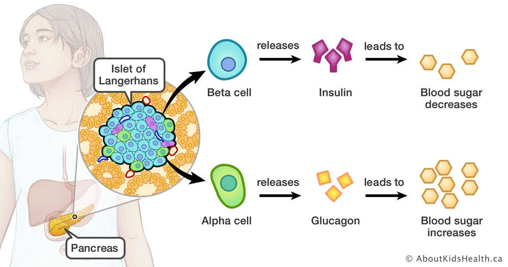 <p>Islets of Langerhans contain:</p><ul><li><p>alpha cells which secrete glucagon (increase blood glucose)</p></li><li><p>beta cells which secrete insulin (decrease blood glucose)</p></li><li><p>Delta cells which secrete <strong><u>somatostatin</u></strong></p></li></ul><p></p>