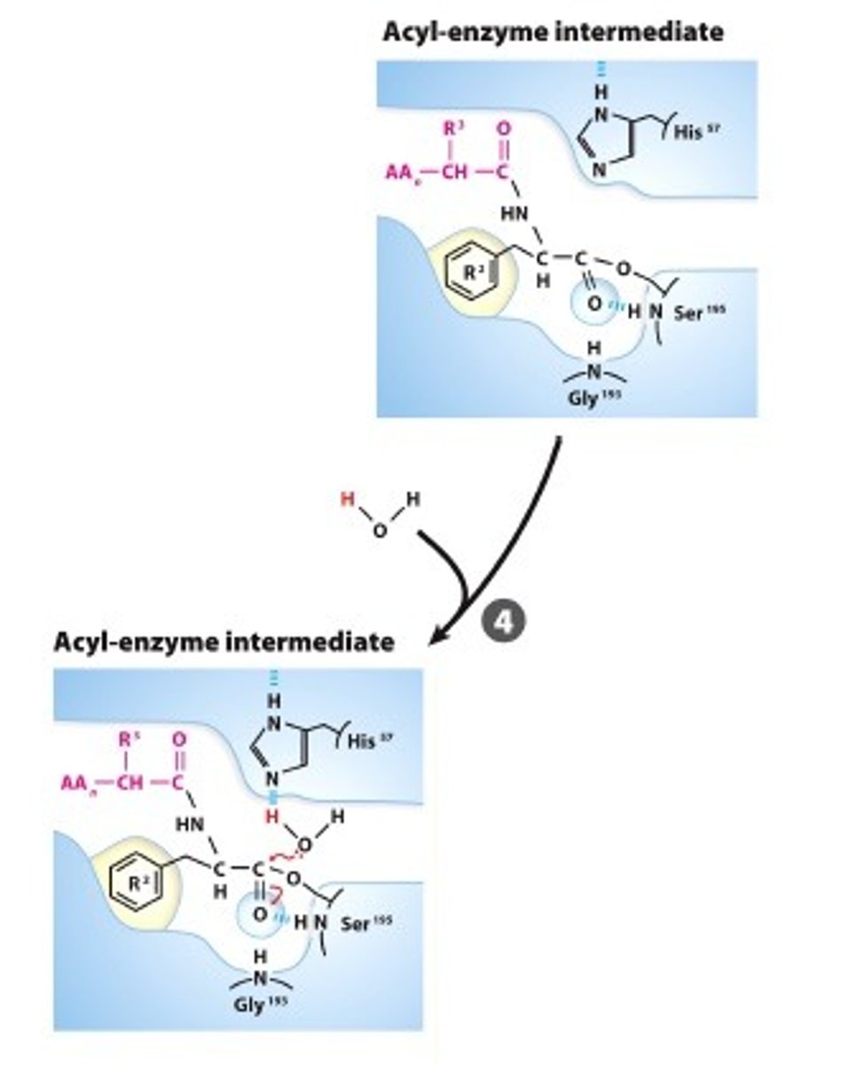 <p>WATER ACTIVATION: A water nolecule is deprotonated by the catalytic base that produces a hydroxide ion</p>