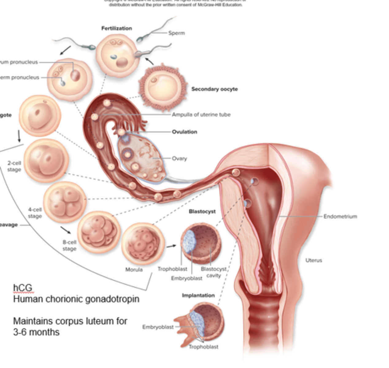 <p>1. Corpus luteum has to stay for 6 months for embryo to have sugar from functionalis (CELL MUST NOT DIE)</p><p>2.You have to send hCG to maintain corpus luteum becomes placenta</p>