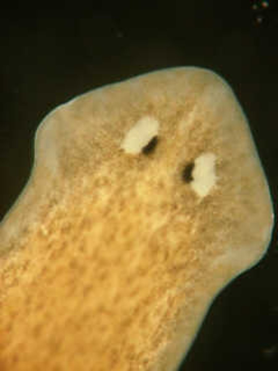 <p>What structure is being pointed to? (the two dots)</p>