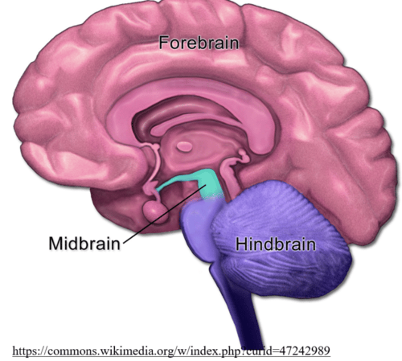 <p>forebrain; midbrain; hindbrain</p>