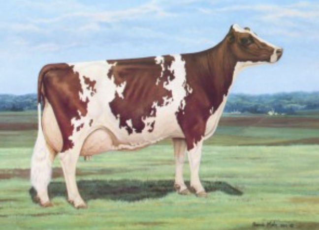 <p>What Breed?</p>