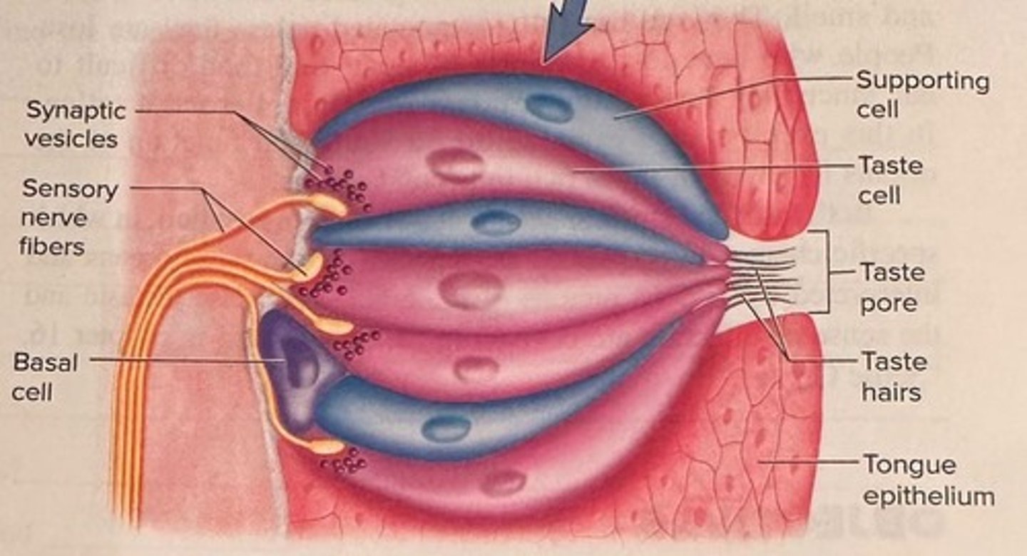 <p>Contain taste hair cells detecting taste molecules.</p>