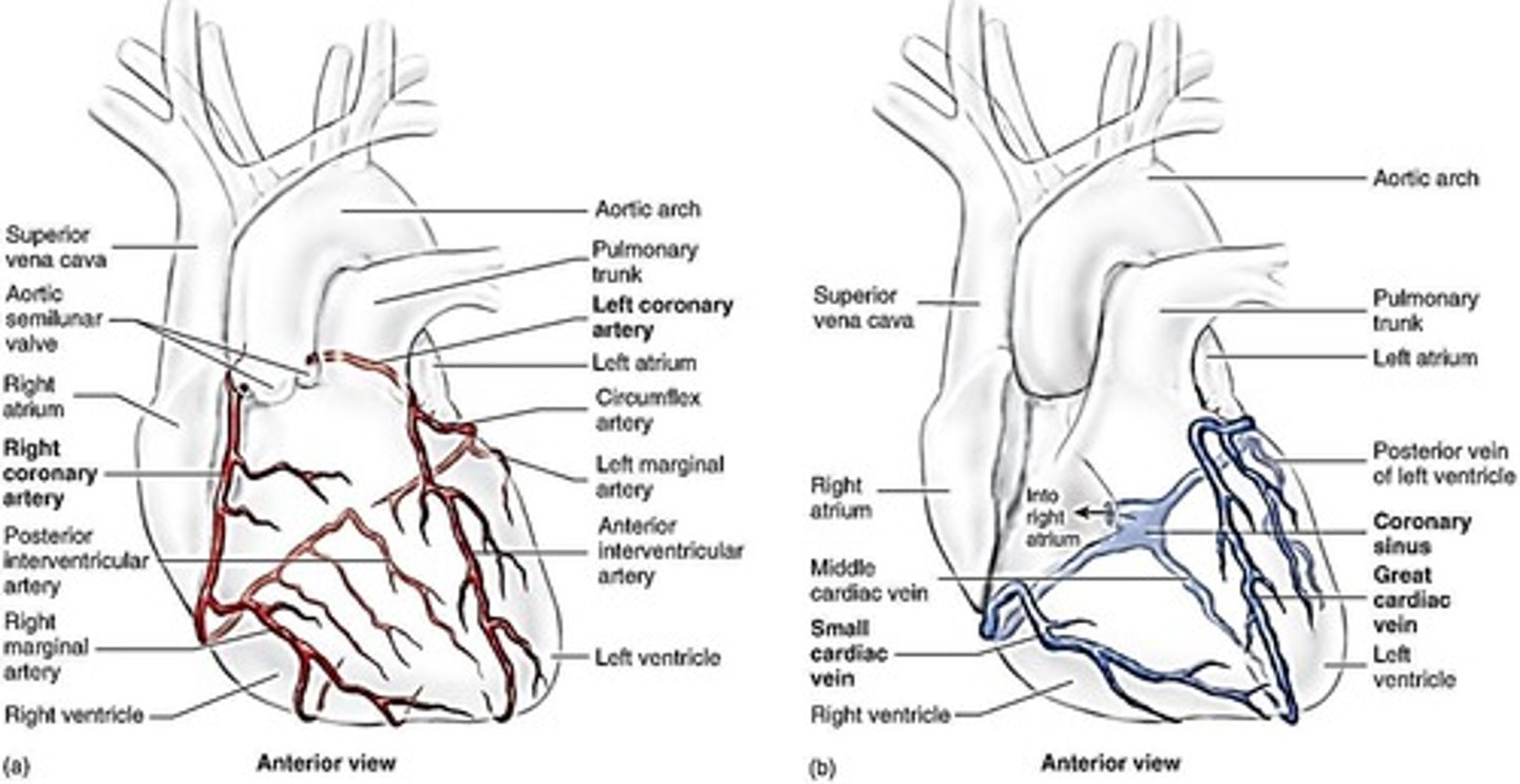 <p>Blood supply to heart muscle itself.</p>
