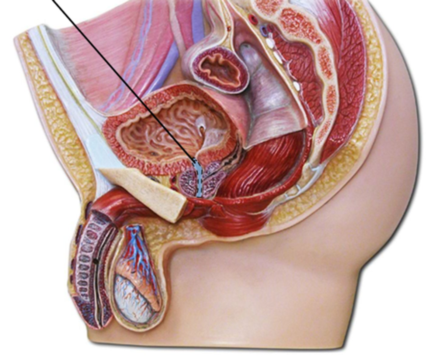 <p>Name this highlighted structure.</p>